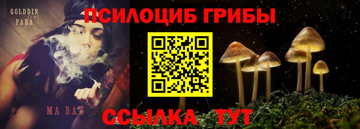 закладки  Галлюциногенные грибы MAGIC MUSHROOMS  Борисоглебск  Псилоцибиновые грибы Magic Shrooms 